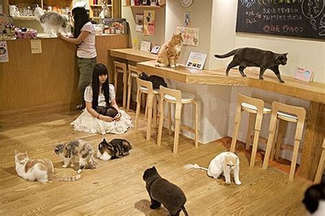 ドルチェ日暮里弐番館、なぜかそこには猫が経営しているカフェがある