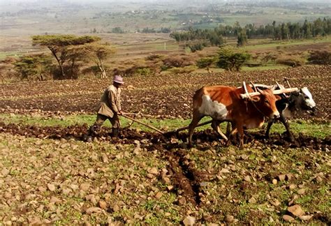  Roots: A Journey into Ethiopian Agriculture - An Ode to Ancient Practices and Sustainable Futures